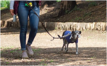 ¿Quieres ser paseador de perros? Lanzan curso en CDMX