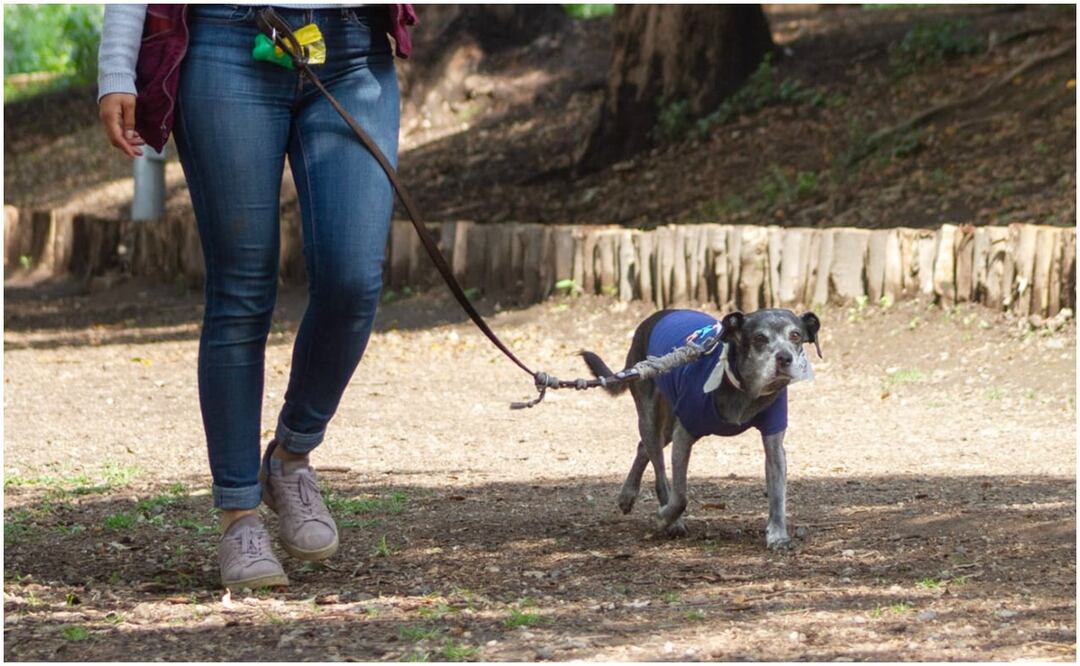 Agencia de Atención Animal. Foto: Especial