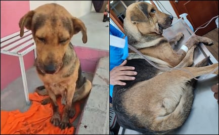 Reconocen labor de Fiscalía para encontrar a agresores de perrito "Stich" en Guerrero