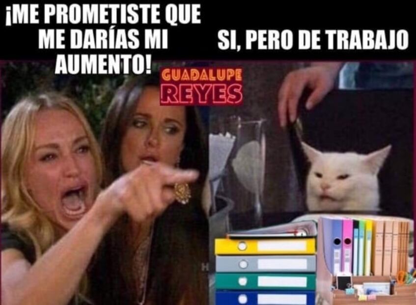 Los mejores memes del gato
