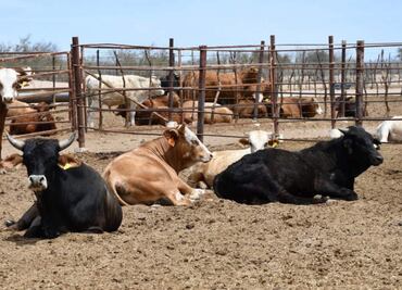 Se agudiza sequía en Baja California Sur; prevén solicitar declaratoria de emergencia por afectaciones a ganaderos