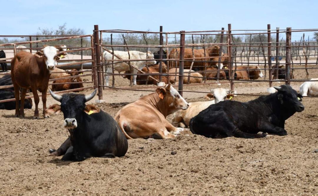 El sector ganadero es el principal afectado ante la sequía por la que está pasando el estado de Baja California Sur (25/02/2025). Foto: Especial