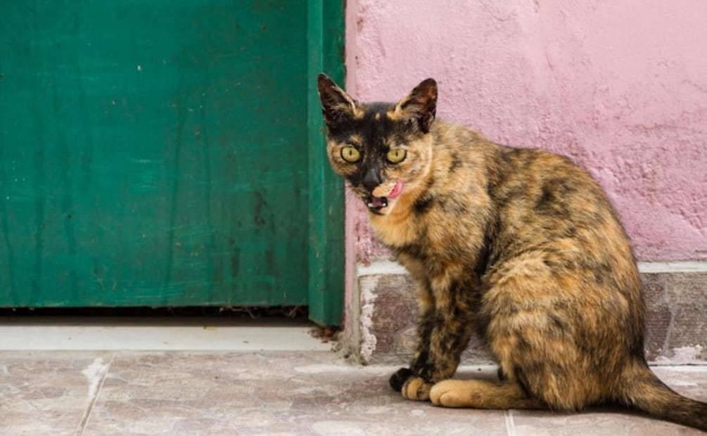 Cuando un gato callejero se acerca a una persona, está rompiendo su barrera natural de desconfianza. Fuente: Freepik.