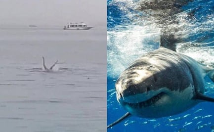 Momifican y exhibirán en un museo al tiburón que devoró a un ruso en Egipto