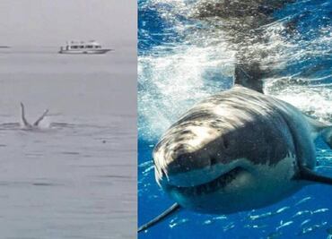 Momifican y exhibirán en un museo al tiburón que devoró a un ruso en Egipto