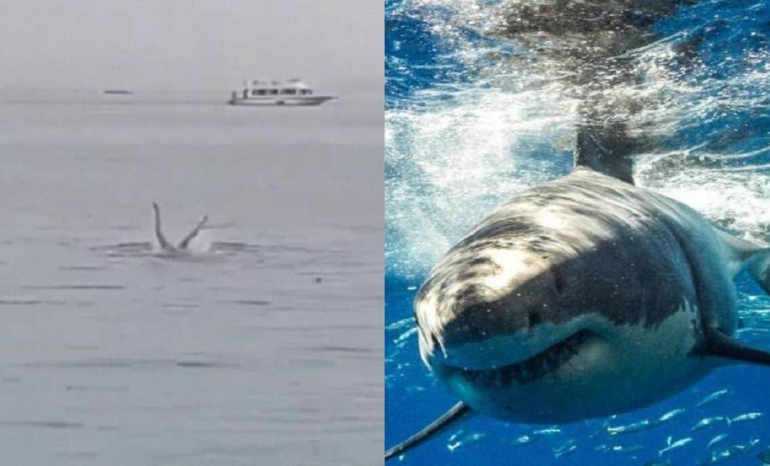 Un video captó el momento en que un tiburón devoró a un bañista ruso en Egipto. Foto: Captura