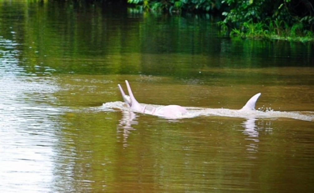 7 datos increíbles sobre el Amazonas, contados por un local
