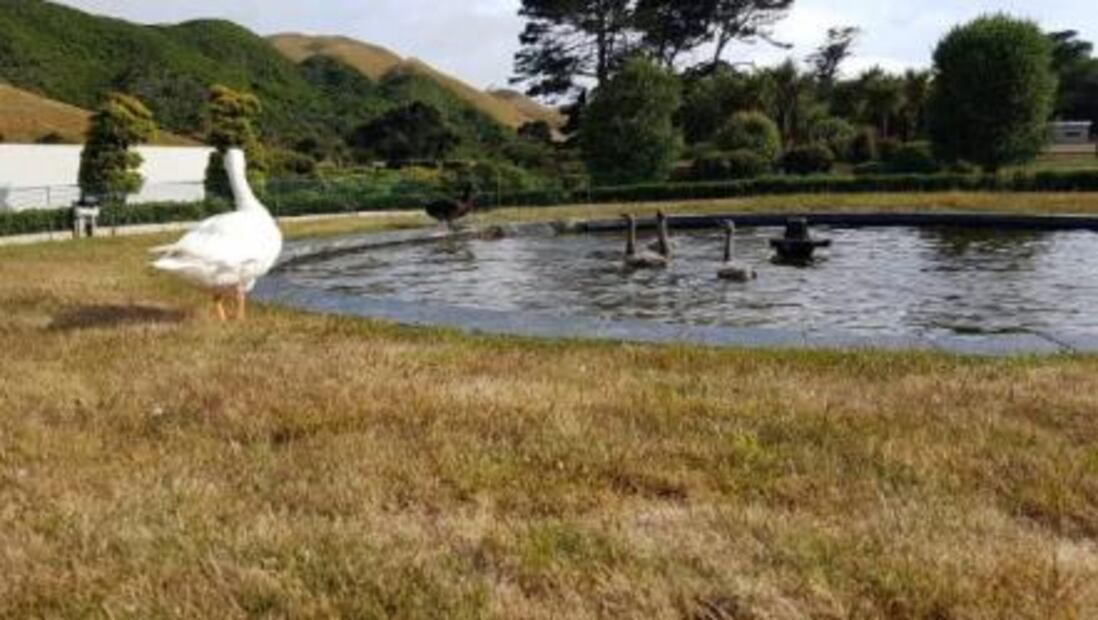 Muere Thomas, el ganso bisexual y amoroso