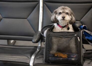 Un perro tiene el mismo valor que una maleta en un vuelo y no merece más indemnización en caso de pérdida: justicia europea