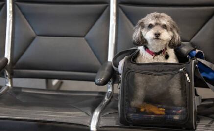 Un perro tiene el mismo valor que una maleta en un vuelo y no merece más indemnización en caso de pérdida: justicia europea