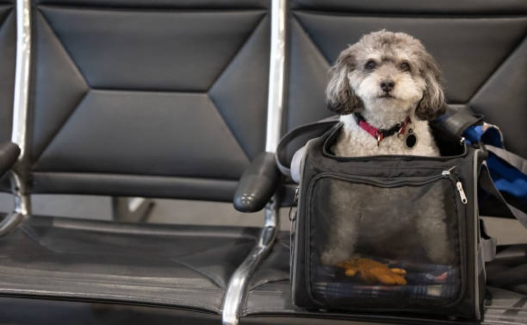 "El hecho de que la protección del bienestar animal sea un objetivo de interés general reconocido por la Unión Europea no impide que los animales sean transportados como 'equipaje'", según el tribual. Foto: iStock