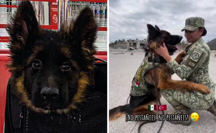 De cachorro a héroe: Arkadas, el perro donado por Turquía, sorprende por lo rápido que creció; video se viraliza