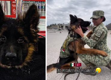 De cachorro a héroe: Arkadas, el perro donado por Turquía, sorprende por lo rápido que creció; video se viraliza