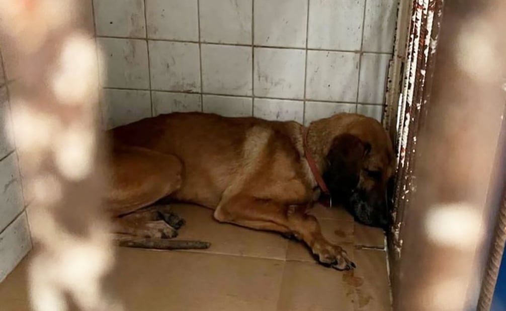 Los animales del Refugio Franciscano se encontraban en condiciones deplorables. Foto: Especial