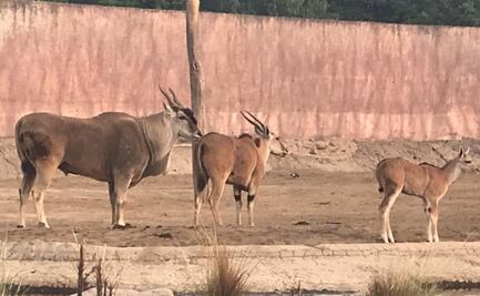 Fallece "Dragón", antílope eland en Zoológico de San Juan de Aragón 