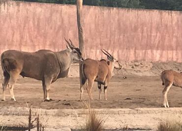 Fallece "Dragón", antílope eland en Zoológico de San Juan de Aragón