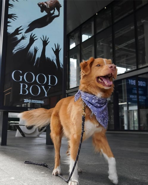 Indy, el perrito protagonista de Good Boy (2025). Foto: Instagram @goodboy.film