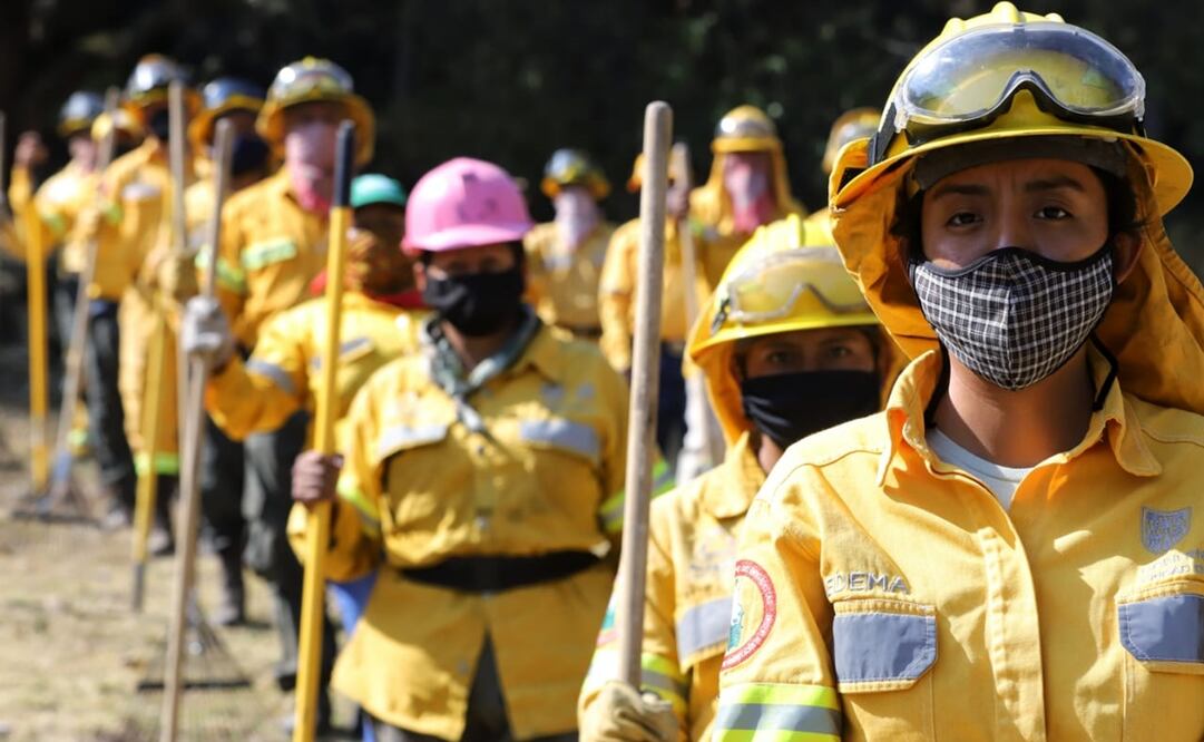 Debido a que hay menor cantidad de personas en las zonas de conversación por pandemia del coronavirus, la fauna silvestre de venados y aves ha crecido. Foto: Especial