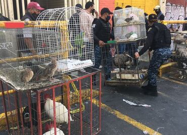 Hambrientos y sedientos, animales rescatados tras incendio en mercado Sonora