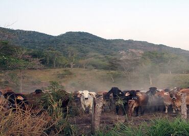 Detectan más de 6 mil cabezas de ganado con tuberculosis en Chiapas