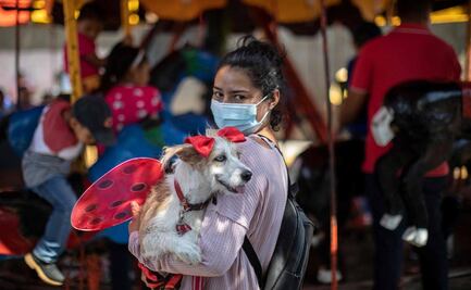 Rusia anuncia su primera vacuna antiCovid para animales