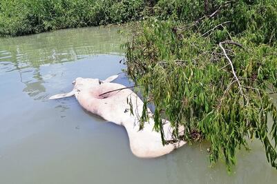 Ríos y lagunas de Tabasco, cementerio de manatíes