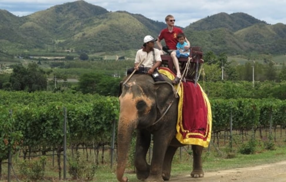 Turismo con animales: crueldad por una foto