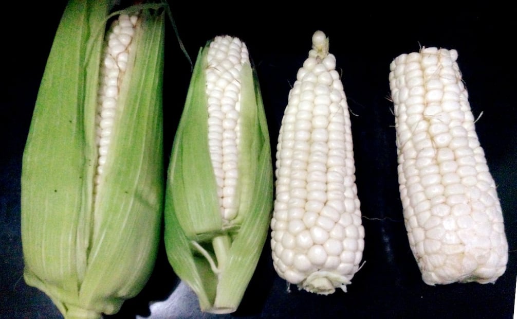 La cosecha de maíz cacahuazintle inicia en los meses más lluviosos del año. Foto: Wikimedia Commons