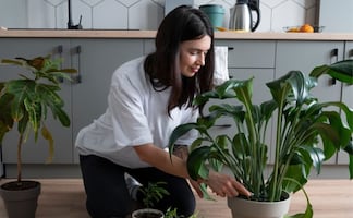 ¿Quieres atraer abundancia?; conoce las 5 plantas para tu hogar según el Feng Shui