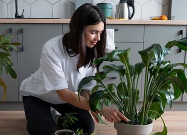 Conoce las plantas tóxicas que debes evitar tener en casa