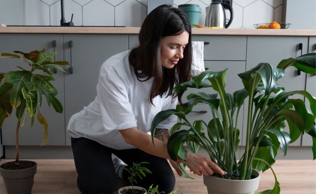 Conoce las plantas tóxicas que debes evitar tener en tu casa