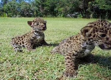 Mexico rescues 2 abandoned jaguar cubs
