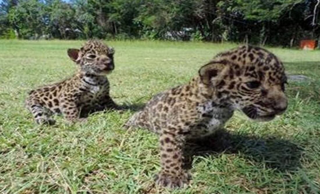 Photo: gob.mx/CONANP