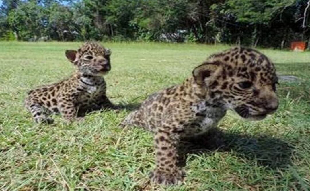 Photo: gob.mx/CONANP