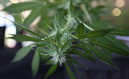 Aurora Cannabis se asocia en México para venta de marihuana medicinal