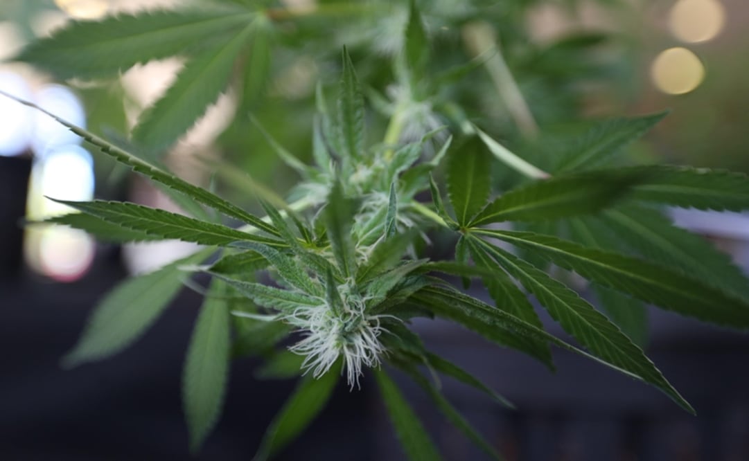 "Esta nueva sociedad expande aún más la presencia de Aurora en América Latina", dijo el jefe ejecutivo de la compañía, Terry Booth. Foto: EFE