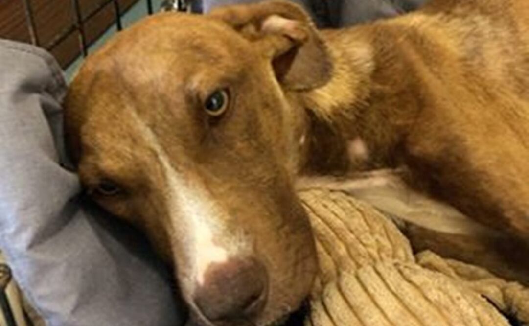 Se espera que el animal logre recuperarse plenamente y se le están brindado los cuidados precisos (Foto: Instagram)