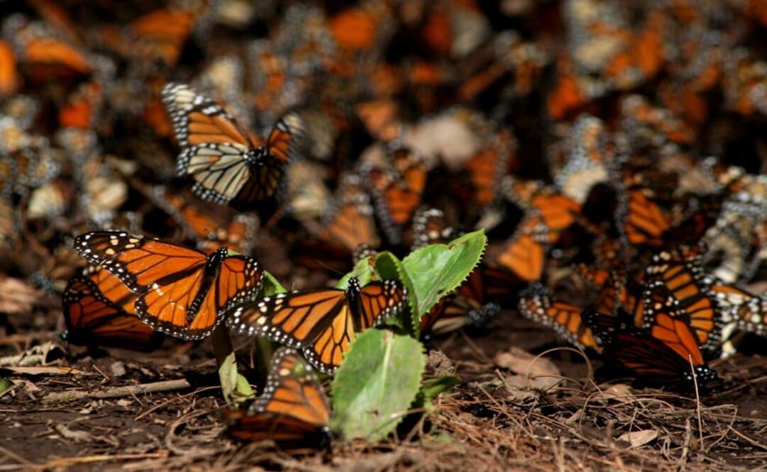 Photo: Monarch butterflies - Photo: Jorge Alvarado/EL UNIVERSAL