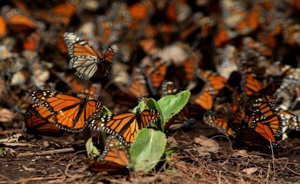 Monarch butterfly swarms