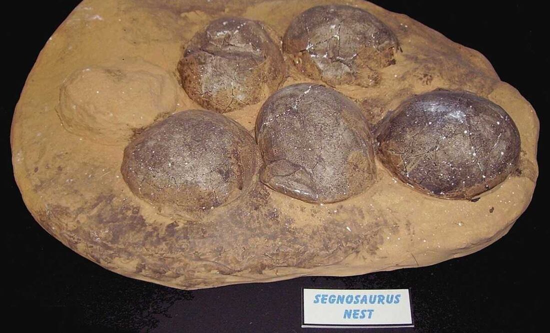 El embrión fue encontrado al sur de China y se identificó, por sus características, como un ovirraptorosaurio. Foto: Especial