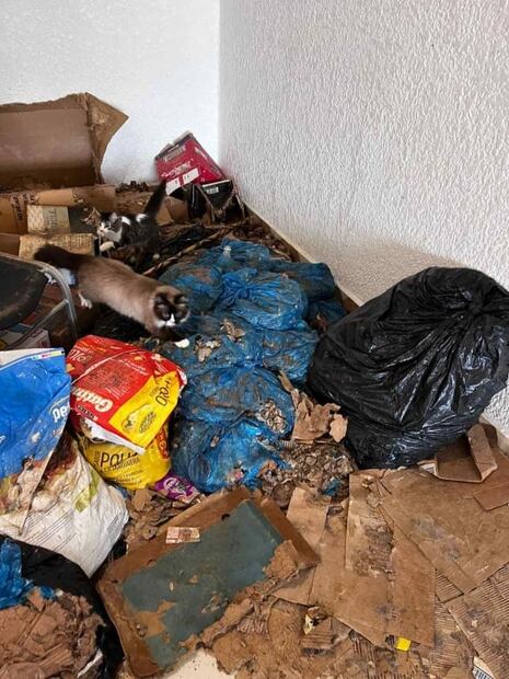 Rescatan a 39 perros y gatos hacinados en una casa en Toluca