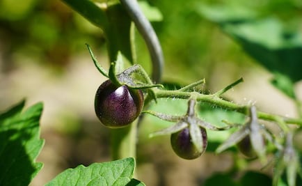 EU da luz verde a la venta del primer tomate morado modificado genéticamente