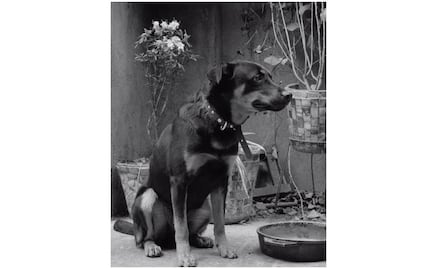 El Borras tenía un seguro por si le pasaba algo en ROMA