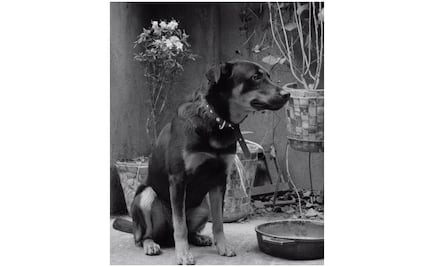 El Borras tenía un seguro por si le pasaba algo en ROMA