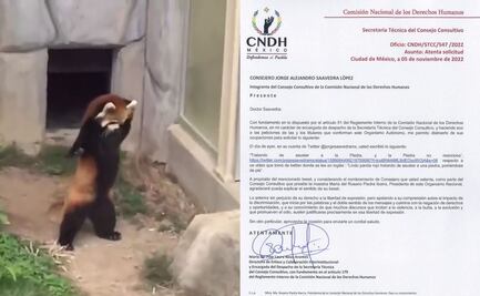 Consejero de la CNDH comparte video de un panda rojo y organismo solicita que explique el sentido de su publicación