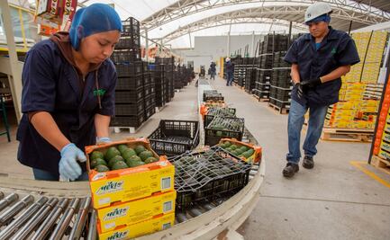 México exportó más de 102 mil toneladas de aguacate a EU por Superbowl