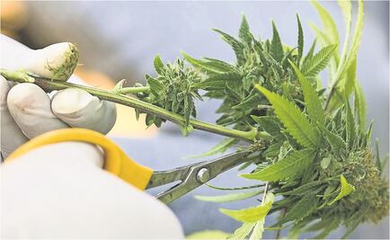 Productores canadienses de marihuana con problemas para entrar a EU