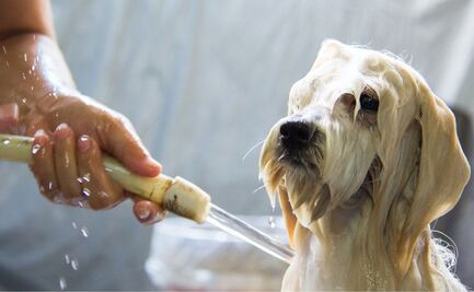 Descubre cada cuánto bañar a tu perro, según la inteligencia artificial