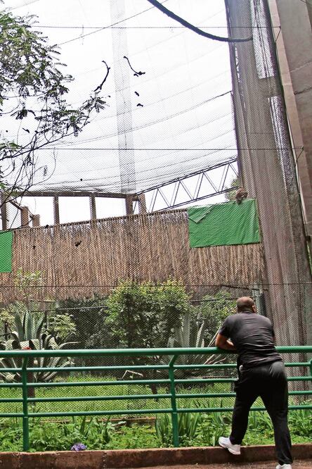 El gobierno de la Ciudad de México se encuentra remodelando el bioma del Bosque Tropical (MARÍA JOSÉ MARTÍNEZ. CUARTOSCURO)