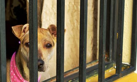 Perro se defiende de sus agresores y se convierte en referente contra el maltrato animal